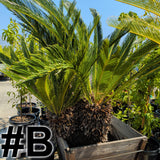 Sago Palm 24"-30" Box ( LOCAL PICKUP ) - C&J Gardening Center