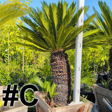 Sago Palm 24"-30" Box ( LOCAL PICKUP ) - C&J Gardening Center