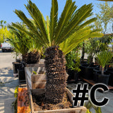 Sago Palm 24"-30" Box ( LOCAL PICKUP ) - C&J Gardening Center