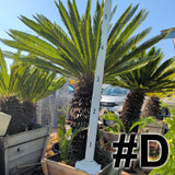 Sago Palm 24"-30" Box ( LOCAL PICKUP ) - C&J Gardening Center