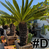 Sago Palm 24"-30" Box ( LOCAL PICKUP ) - C&J Gardening Center