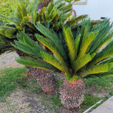 Sago Palm 24"-30" Box ( LOCAL PICKUP ) - C&J Gardening Center