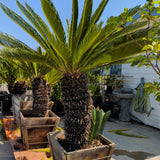 Sago Palm 24"-30" Box ( LOCAL PICKUP ) - C&J Gardening Center