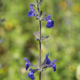 Dark Blue Germander Sage