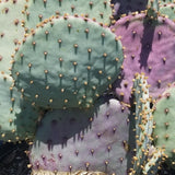 Santa Rita Prickly Pear