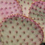 Santa Rita Prickly Pear