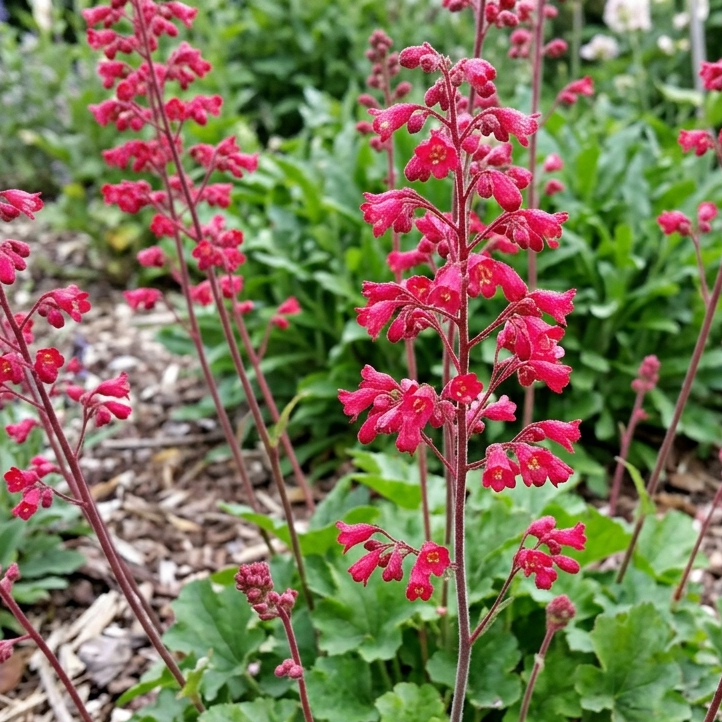 Santa Ana Cardinal Red Coral Bells | C&J Gardening Center