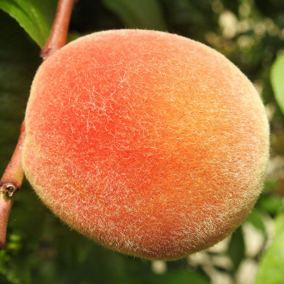 Santa Barbara Peach