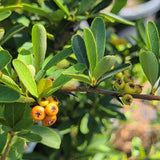 Santa Cruz Firethorn - C&J Gardening Center