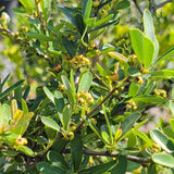 Santa Cruz Firethorn - C&J Gardening Center