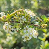Santa Cruz Firethorn - C&J Gardening Center