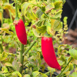 Serrano Tampiqueño Chili Pepper - C&J Gardening Center