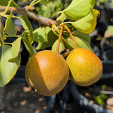 Shinko Asian Pear - C&J Gardening Center
