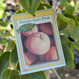 Shinko Asian Pear - C&J Gardening Center