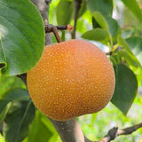 Shinko Asian Pear - C&J Gardening Center