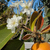 Shinko Asian Pear - C&J Gardening Center