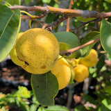 Shinseiki Asian Pear - C&J Gardening Center