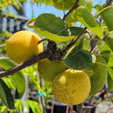 Shinseiki Asian Pear - C&J Gardening Center