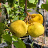 Shinseiki Asian Pear - C&J Gardening Center