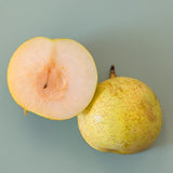 Shinseiki Asian Pear - C&J Gardening Center