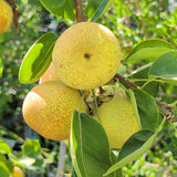 Shinseiki Asian Pear - C&J Gardening Center