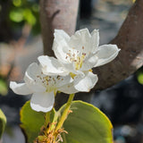 4-in-1 Asian Pear Tree - C&J Gardening Center