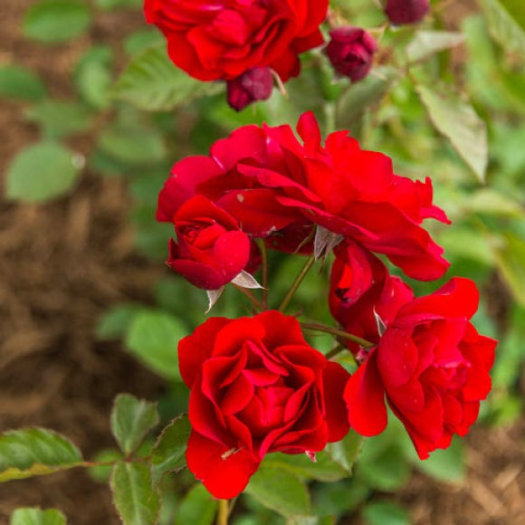 Showbiz Red Rose Bush