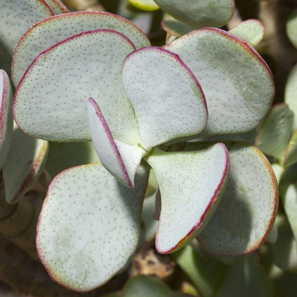 silver jade succulent Silver Dollar Jade Plant Desert