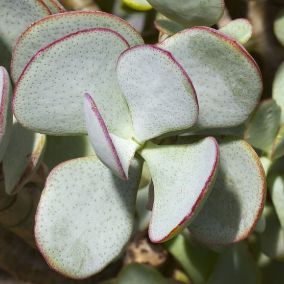 Silver Dollar Jade Plant C J Gardening Center Silver Dollar Jade Plant C J Gardening Center