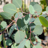 Silver Dollar Eucalyptus - C&J Gardening Center