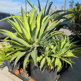 Smooth Agave - C&J Gardening Center