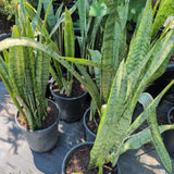 Snake Plant - C&J Gardening Center