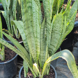 Snake Plant - C&J Gardening Center