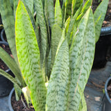 Snake Plant - C&J Gardening Center