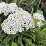 Sonoma Coast White Yarrow - C&J Gardening Center