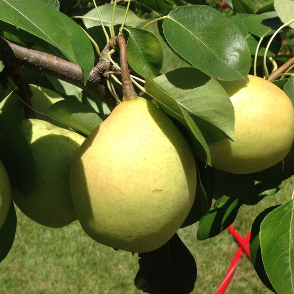 Suling Pear Southern King Pear | C&J Gardening Center