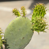 Spineless Prickly Pear Cactus - C&J Gardening Center