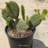 Spineless Prickly Pear Cactus - C&J Gardening Center