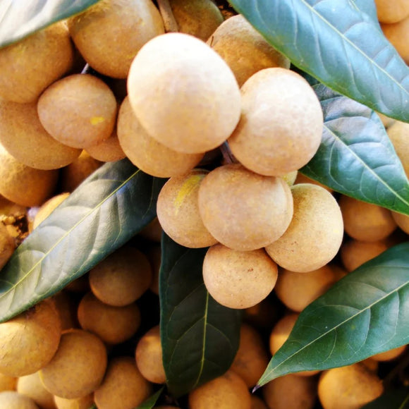 Sri Chompoo Longan Tree