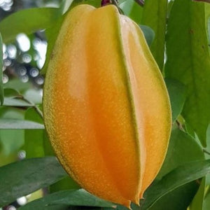 Sri Kembangan Carambola - Starfruit