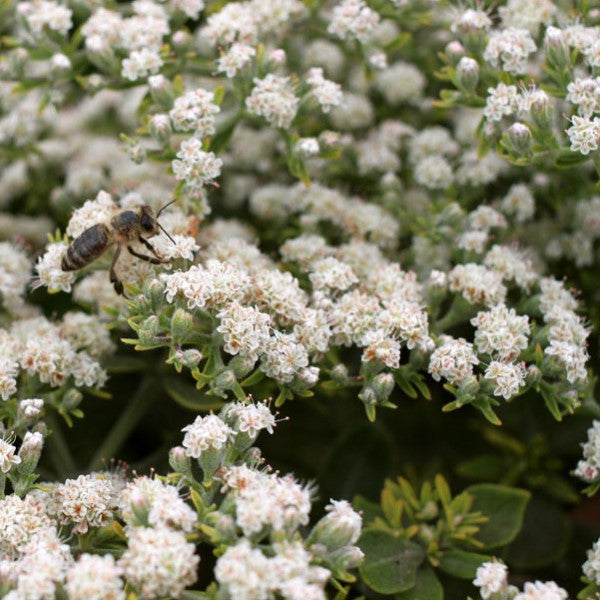 St. Catherine's Lace Buckwheat Flower Shrub - 1 Gallon at C&J Gardening Center