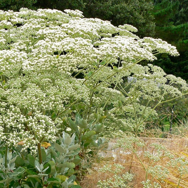St. Catherine's Lace Buckwheat | C&J Gardening Center