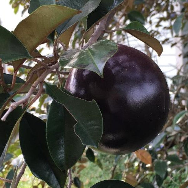 Purple Apple Fruit