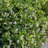 Star Jasmine Shrub - C&J Gardening Center