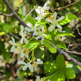 Star Jasmine Vine - C&J Gardening Center