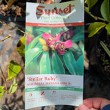 Stellar Ruby Magnolia Banana Shrub - C&J Gardening Center