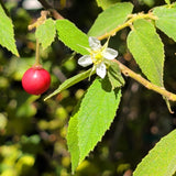 Strawberry Tree - Muntingia calabura - C&J Gardening Center
