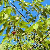 Strawberry Tree - Muntingia calabura - C&J Gardening Center