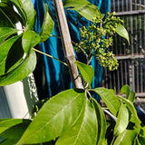 Suebelle Sapodilla - C&J Gardening Center