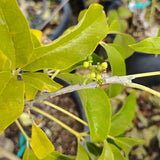Suebelle Sapodilla - C&J Gardening Center